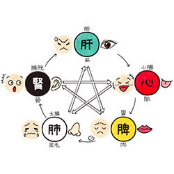 第28回 五行学説の中医学への応用 （2）五行と人体の生理 | 薬剤師のエナジーチャージ 薬＋読