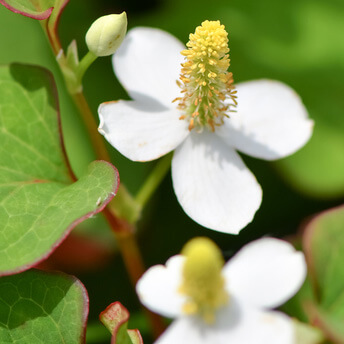 ドクダミ 斑入りドクダミ 『三色ドクダミ』 | すべての商品 | | Junk sweet