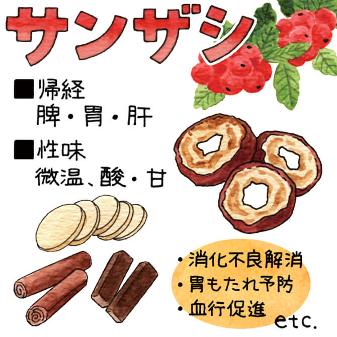 サンザシ ・消化不良解消 ・胃もたれ予防 ・血行促進 etc.