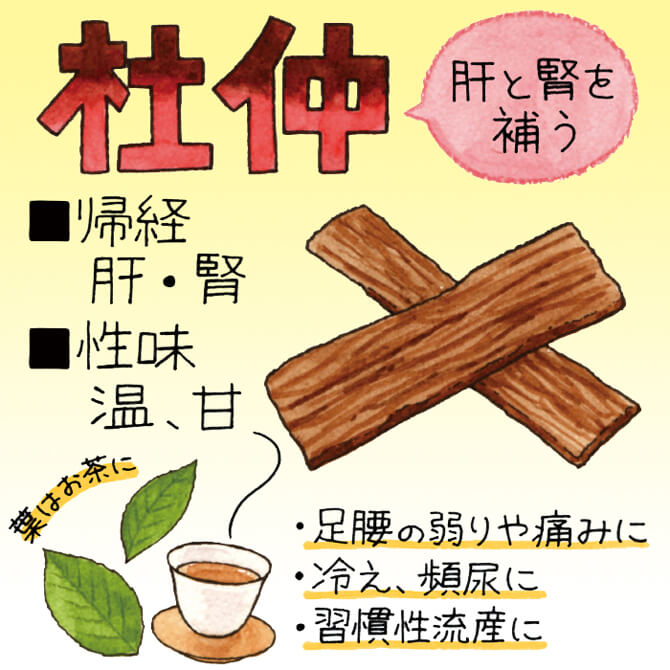 杜仲 肝と腎を補う ・足腰の弱りや痛みに ・冷え、頻尿に ・習慣性流産に