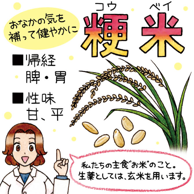 粳米 おなかの気を補って健やかに 私たちの主食「お米」のこと。生薬としては、玄米を用います。