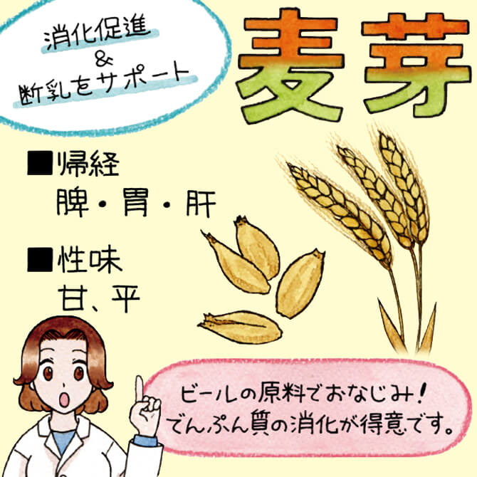 麦芽 消化促進&#断乳をサポート ビールの原料でおなじみ!でんぷん質の消化が得意です。