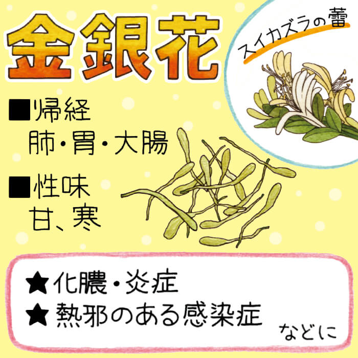 金銀花（キンギンカ・スイカズラの花）の効能